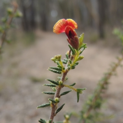 Dillwynia phylicoides (A Parrot-pea) at Bruce, ACT - 20 Feb 2015 by MichaelBedingfield