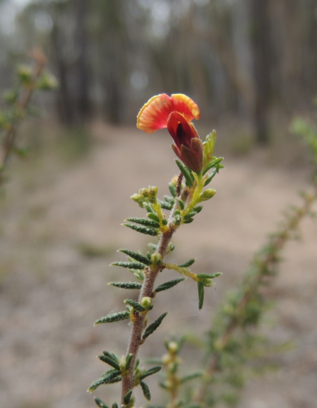 Dillwynia phylicoides at Bruce, ACT - 20 Feb 2015