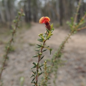 Dillwynia phylicoides at Bruce, ACT - 20 Feb 2015