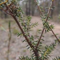 Dillwynia phylicoides at Bruce, ACT - 20 Feb 2015