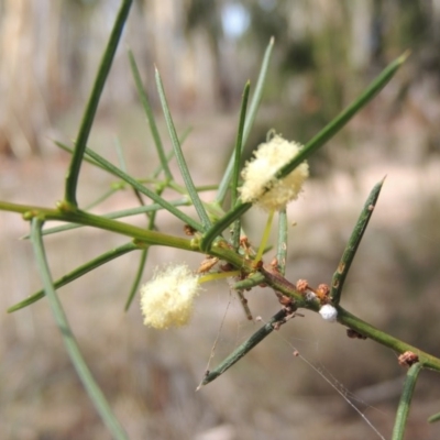 Acacia genistifolia (Early Wattle) at Bruce, ACT - 20 Feb 2015 by MichaelBedingfield