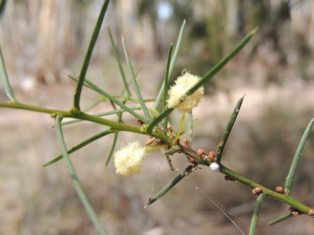 Acacia genistifolia at Bruce, ACT - 20 Feb 2015