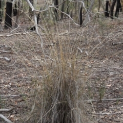 Rytidosperma pallidum (Red-anther Wallaby Grass) at Bruce Ridge - 20 Feb 2015 by michaelb