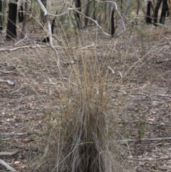 Rytidosperma pallidum (Red-anther Wallaby Grass) at Bruce, ACT - 20 Feb 2015 by michaelb