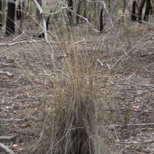 Rytidosperma pallidum at Bruce, ACT - 20 Feb 2015