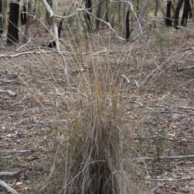 Rytidosperma pallidum (Red-anther Wallaby Grass) at Bruce Ridge - 20 Feb 2015 by michaelb
