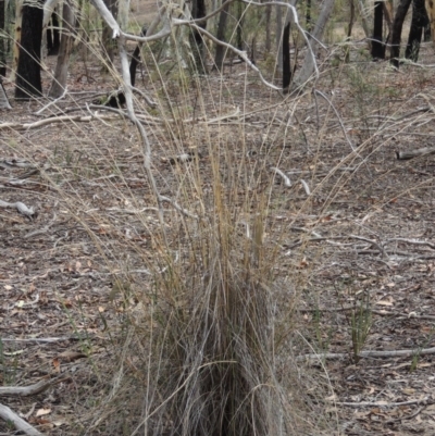 Rytidosperma pallidum (Red-anther Wallaby Grass) at Bruce, ACT - 20 Feb 2015 by MichaelBedingfield