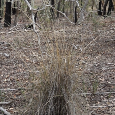 Rytidosperma pallidum (Red-anther Wallaby Grass) at Bruce Ridge to Gossan Hill - 20 Feb 2015 by michaelb