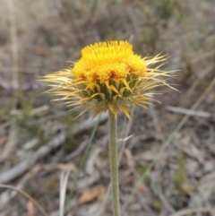 Coronidium oxylepis subsp. lanatum (Woolly Pointed Everlasting) at Bruce, ACT - 20 Feb 2015 by MichaelBedingfield