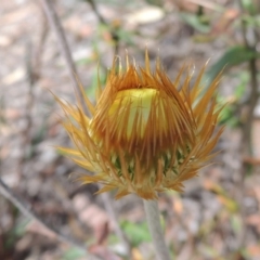 Coronidium oxylepis subsp. lanatum at Bruce, ACT - 20 Feb 2015