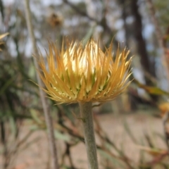 Coronidium oxylepis subsp. lanatum at Bruce, ACT - 20 Feb 2015