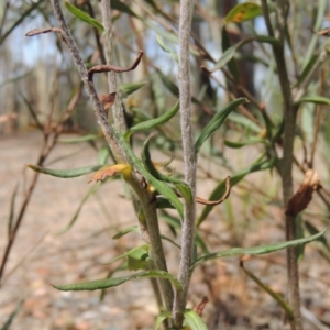Coronidium oxylepis subsp. lanatum at Bruce, ACT - 20 Feb 2015
