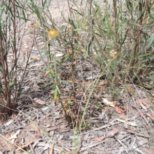 Coronidium oxylepis subsp. lanatum at Bruce, ACT - 20 Feb 2015