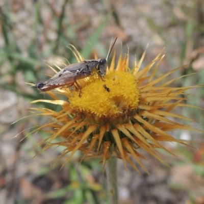 Coronidium oxylepis subsp. lanatum (Woolly Pointed Everlasting) at Bruce, ACT - 20 Feb 2015 by michaelb