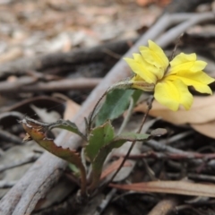 Goodenia hederacea (Ivy Goodenia) at Bruce, ACT - 20 Feb 2015 by MichaelBedingfield