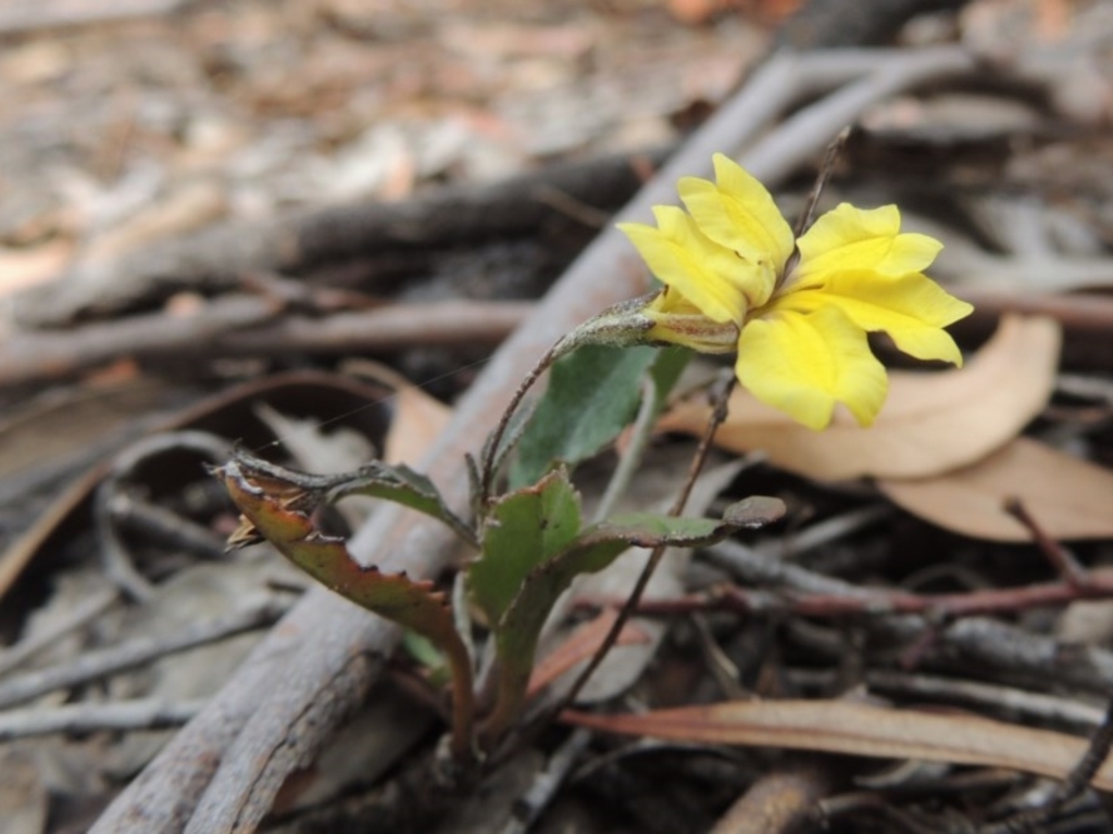 Goodenia hederacea at Bruce, ACT - 20 Feb 2015