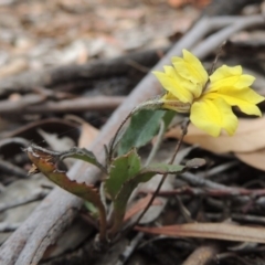Goodenia hederacea (Ivy Goodenia) at Bruce, ACT - 20 Feb 2015 by michaelb