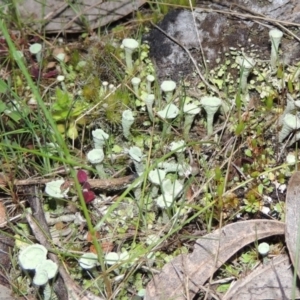 Cladonia sp. (genus) at Tennent, ACT - 20 Sep 2014