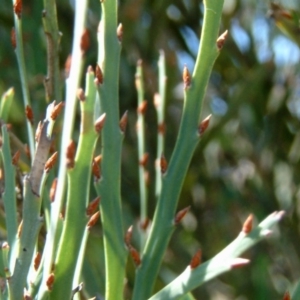 Bossiaea grayi at Uriarra Village, ACT - 11 Mar 2015