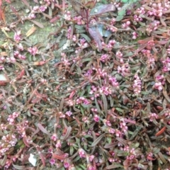 Polygonum plebeium (Small Knotweed) at ISA100: Long Gully Rd/Mugga Lane - 28 Aug 2013 by Mike