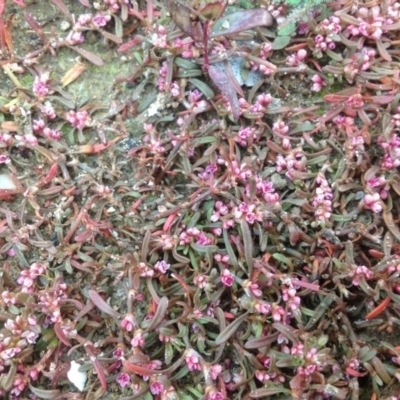 Polygonum plebeium (Small Knotweed) at Fadden, ACT - 28 Aug 2013 by Mike