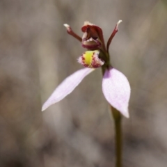 Eriochilus cucullatus (Parson's Bands) at Belconnen, ACT - 14 Mar 2015 by AaronClausen