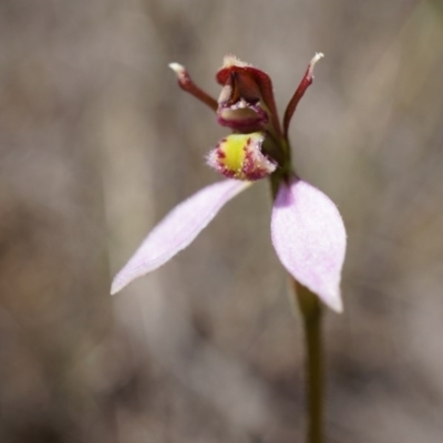 Eriochilus cucullatus (Parson's Bands) at Aranda Bushland - 14 Mar 2015 by AaronClausen