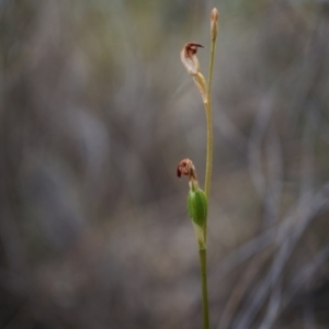 Speculantha rubescens at Belconnen, ACT - suppressed