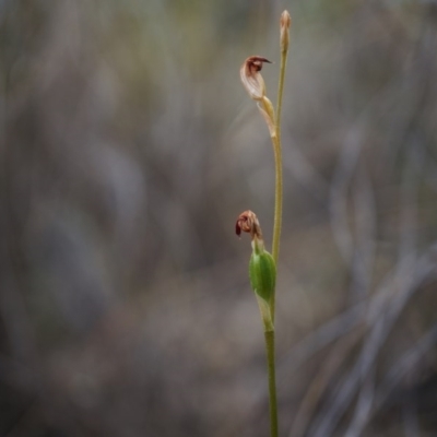 Speculantha rubescens (Blushing Tiny Greenhood) at Aranda Bushland - 14 Mar 2015 by AaronClausen