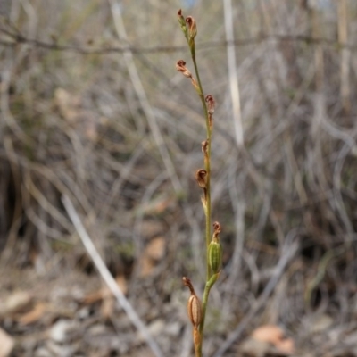 Speculantha rubescens (Blushing Tiny Greenhood) at Aranda Bushland - 14 Mar 2015 by AaronClausen