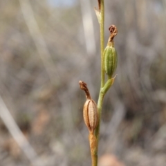 Speculantha rubescens at Belconnen, ACT - suppressed