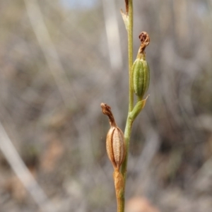 Speculantha rubescens at Belconnen, ACT - suppressed