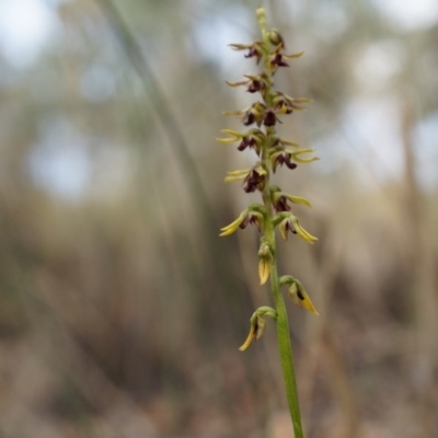 Corunastylis clivicola (Rufous midge orchid) at Aranda Bushland - 14 Mar 2015 by AaronClausen