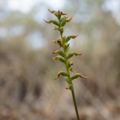 Corunastylis sp. (A Midge Orchid) at Point 3852 - 14 Mar 2015 by AaronClausen
