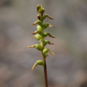 Corunastylis sp. at Aranda Bushland - 14 Mar 2015