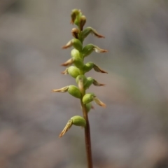 Corunastylis sp. (A Midge Orchid) at Aranda Bushland - 14 Mar 2015 by AaronClausen