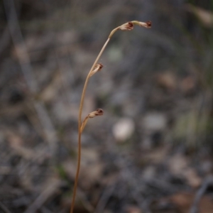 Speculantha rubescens at Belconnen, ACT - suppressed