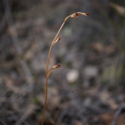 Speculantha rubescens (Blushing Tiny Greenhood) at Aranda Bushland - 14 Mar 2015 by AaronClausen