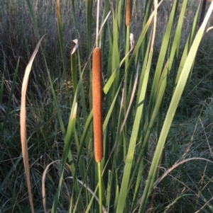 Typha domingensis at Greenway, ACT - 11 Mar 2015 06:58 PM