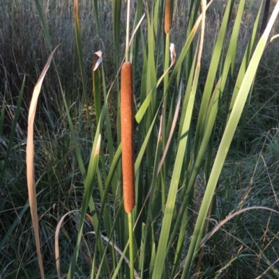 Typha domingensis (Bullrush) at Greenway, ACT - 11 Mar 2015 by MichaelBedingfield