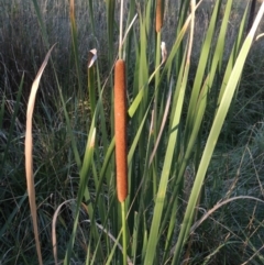 Typha domingensis (Bullrush) at Greenway, ACT - 11 Mar 2015 by michaelb
