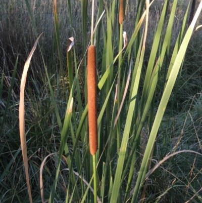 Typha domingensis (Bullrush) at Greenway, ACT - 11 Mar 2015 by michaelb