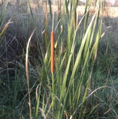 Typha domingensis at Greenway, ACT - 11 Mar 2015