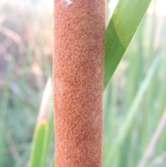 Typha domingensis at Greenway, ACT - 11 Mar 2015 06:58 PM