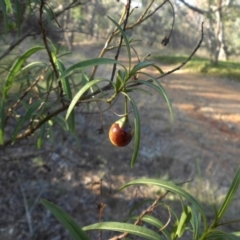 Solanum linearifolium (Kangaroo Apple) at Mount Ainslie to Black Mountain - 14 Mar 2015 by SilkeSma