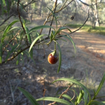 Solanum linearifolium (Kangaroo Apple) at Mount Ainslie to Black Mountain - 14 Mar 2015 by SilkeSma