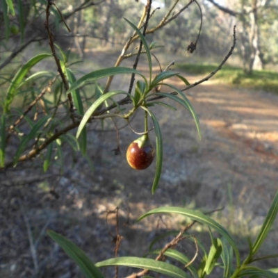 Solanum linearifolium (Kangaroo Apple) at Campbell, ACT - 15 Mar 2015 by SilkeSma