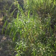 Solanum linearifolium at Campbell, ACT - 15 Mar 2015