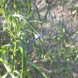 Solanum linearifolium at Campbell, ACT - 15 Mar 2015