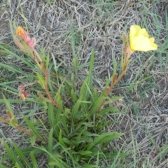 Oenothera stricta subsp. stricta (Common Evening Primrose) at Fyshwick, ACT - 9 Mar 2015 by ArcherCallaway